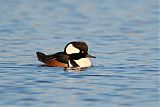 Hooded Merganser